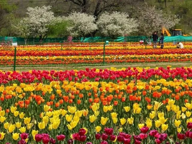 Best Kashmir Trip Package