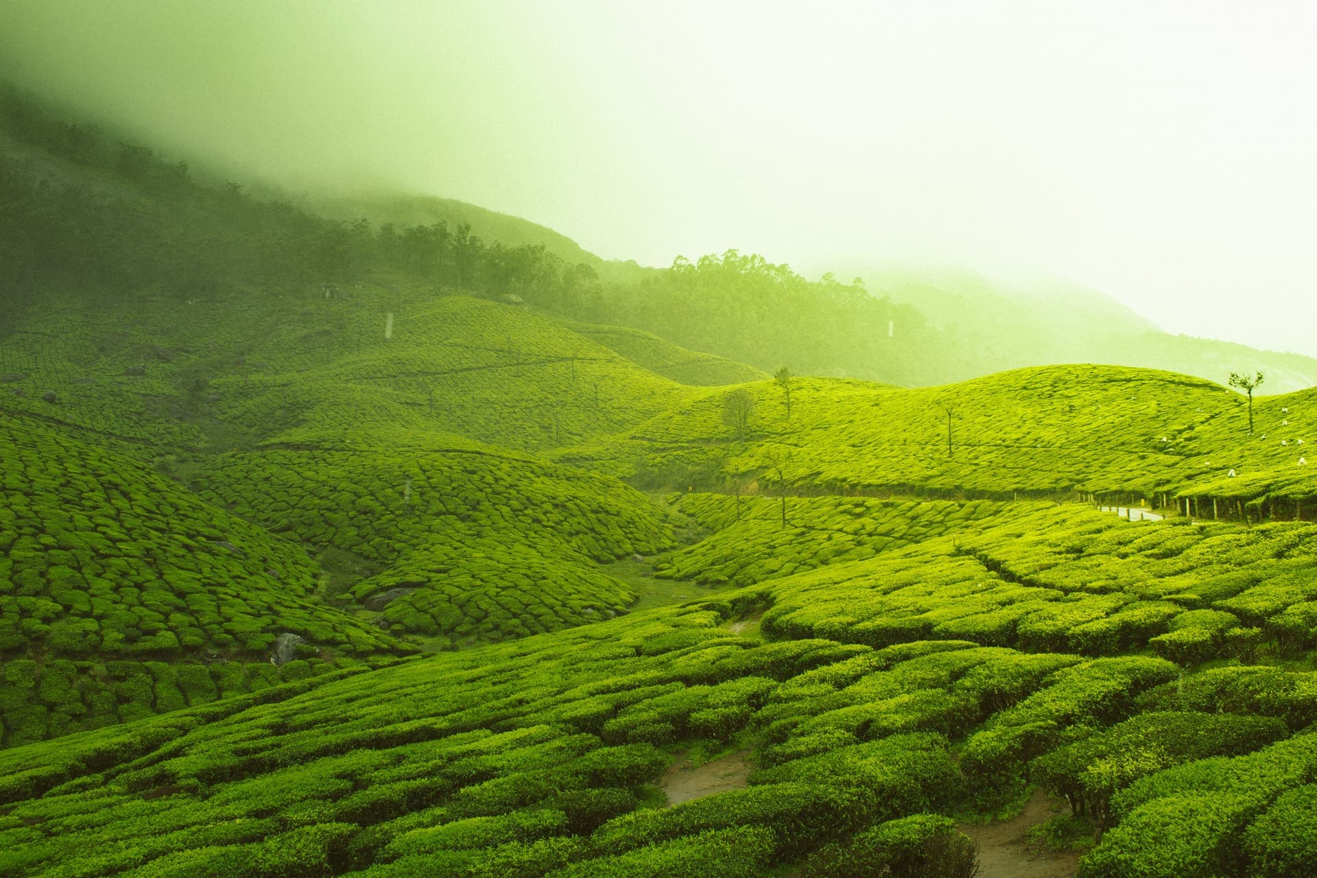 Munnar
